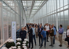 Part of this cyclamen assortment was presented on a table. Of the many series that one now has, each individual series often consists of a whole series of colors. It would therefore have been for practical reasons that only the white variants were displayed.